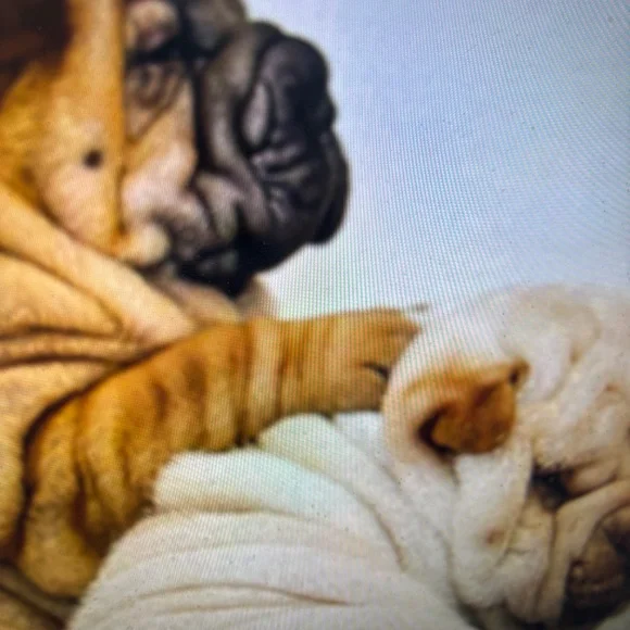 ANUSCHKA INDIA-NWT $218.00 NOW ! $139.00 MASTERPIECE PAINTING TOOK 8 WEEKS - Picture 16 of 16